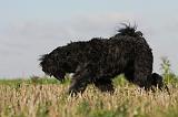 BOUVIER DES FLANDRES 212